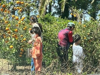 즐겁게 귤을 따는 모습